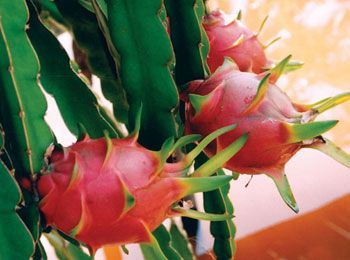 Top 10 des meilleurs fruits du Vietnam
